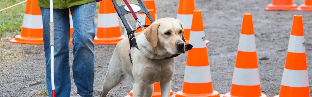 A guide dog and a blind person